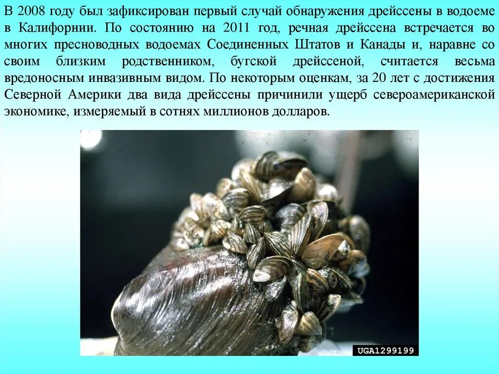 Инвазивный тип
