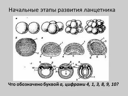 Шарообразный однослойный зародыш с полостью называется