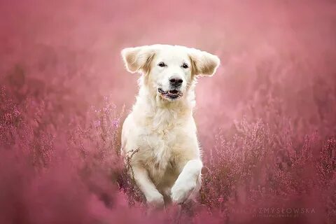 Beautiful dog