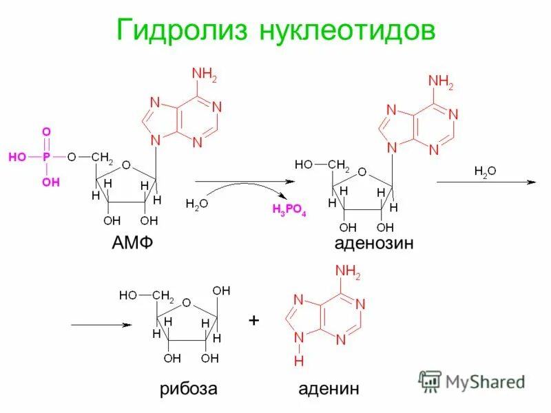 Пути использования в организме продуктов гидролиза нуклеиновых