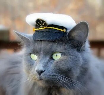 Котики в форме