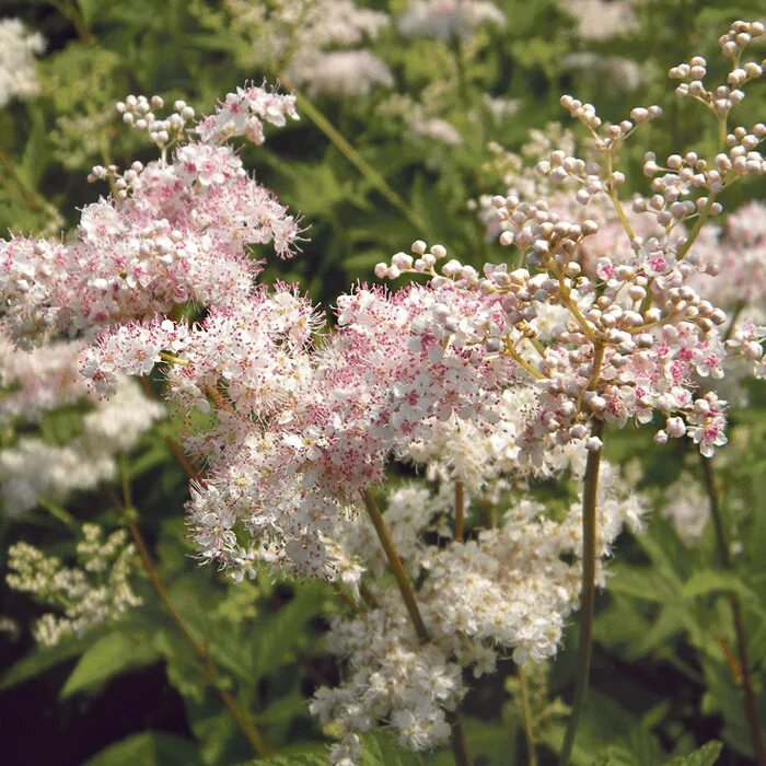 Лабазник (Filipendula) Элеганс (purpurea). Лабазник elegans. Таволга Садовая. Лабазник красный Венуста.