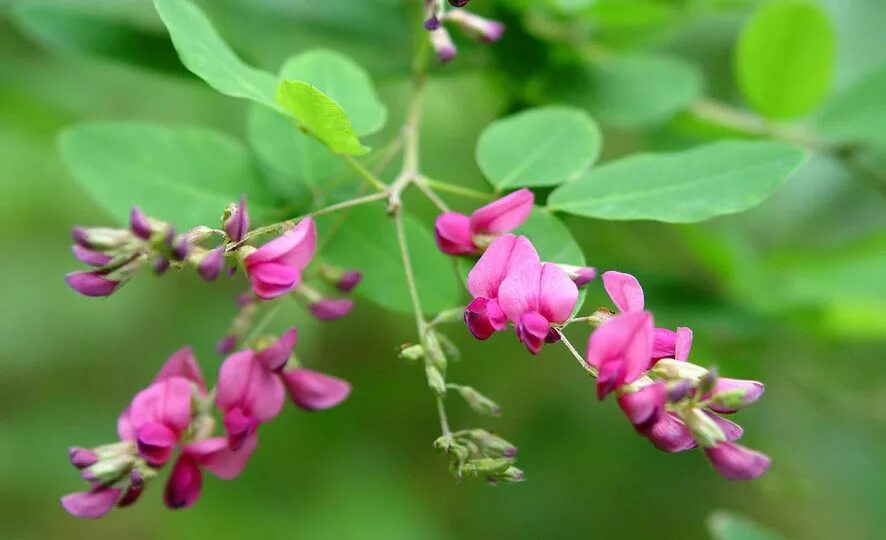 Леспедеция двуцветная lespedeza. ). Леспедеца тунберга. Lespedeza thunbergii. Леспедеца копеечниковая.