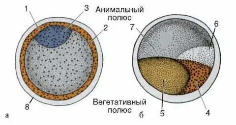Анимальный полюс яйцеклетки