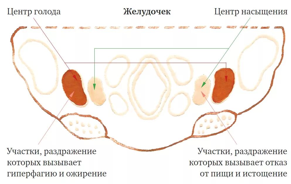 Центр голода в головном мозге. Центр голода и насыщения. Центр сытости и голода. Угнетение центра голода. Центр голода и центр насыщения располагаются в.