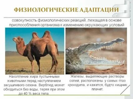 Адаптация как естественный отбор