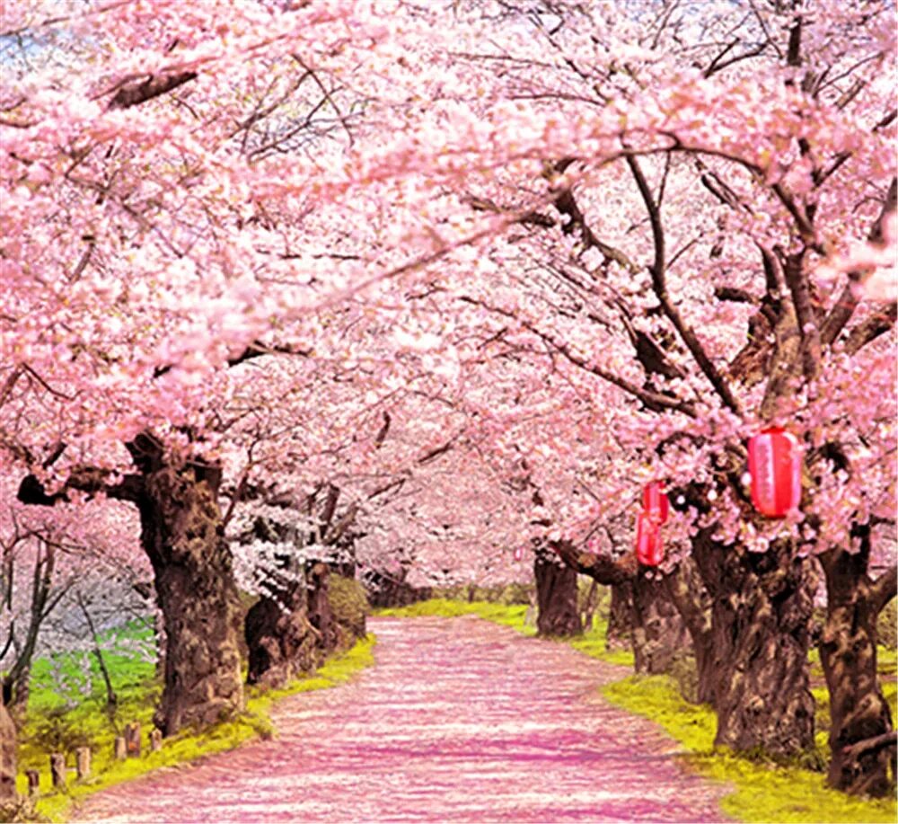 Pink cherry blossom. Pink cherry blossom. Сакура черри блоссом. Вишня черри блоссом. Сакура куст.