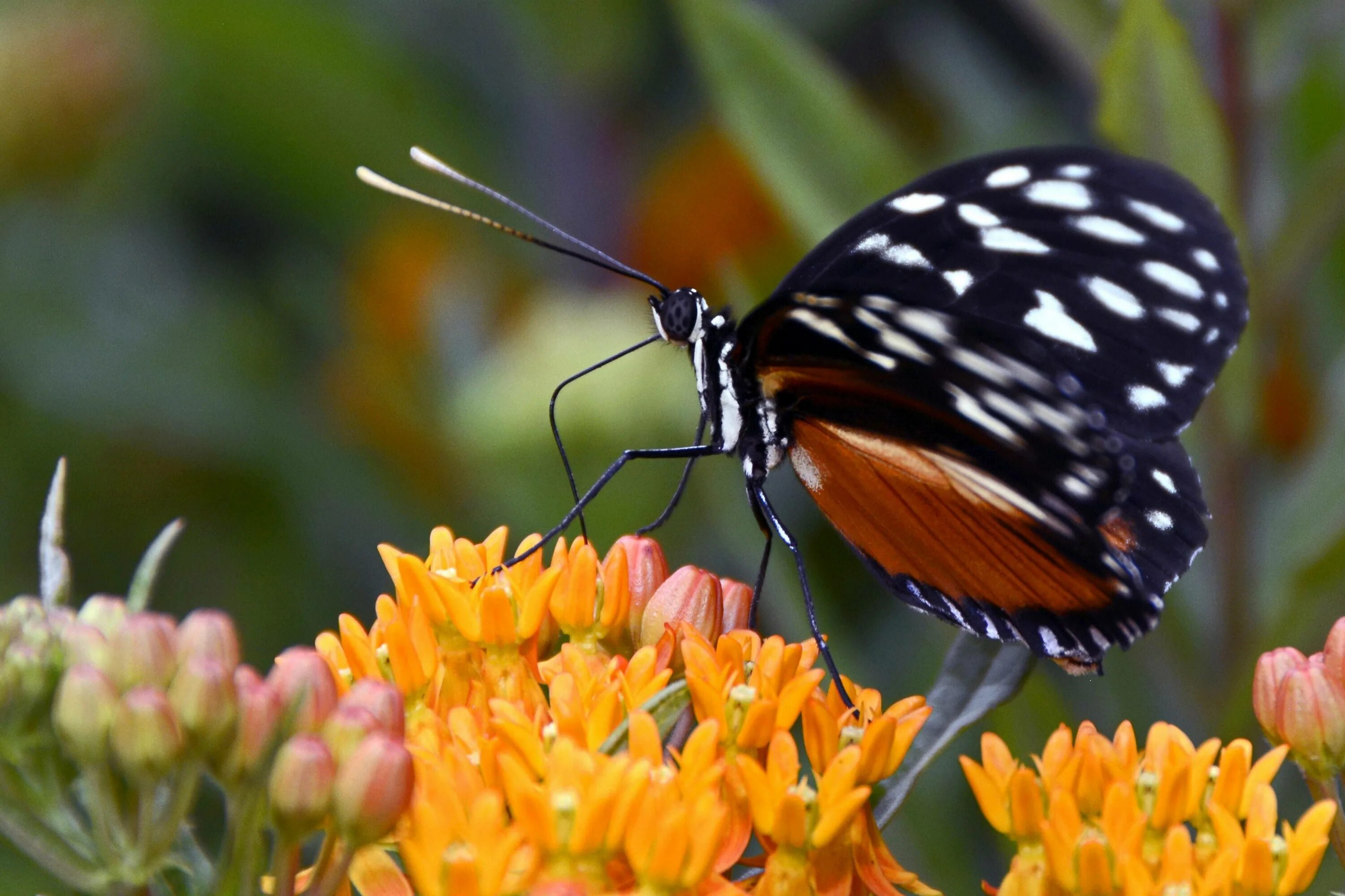 Бабочка черно оранжевая. Heliconius hecale. Огневка Жук красный. Насекомое оранжевого цвета. Черно оранжевая бабочка.