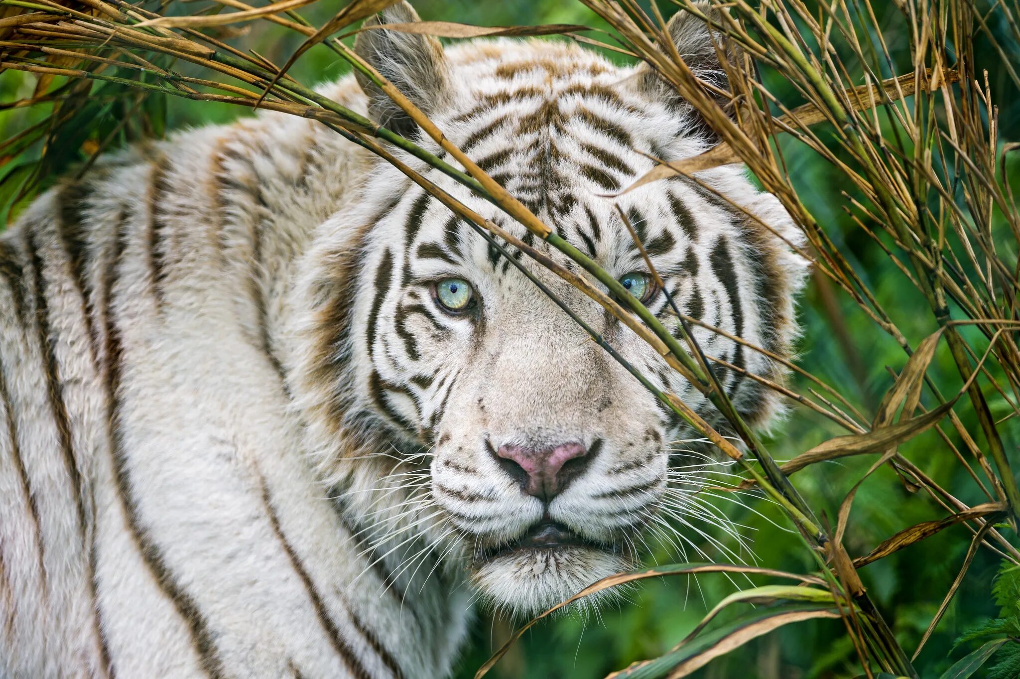 Какой тигр белый. Тигр. Белый тигр. Красивый тигр. Животные белый тигр.