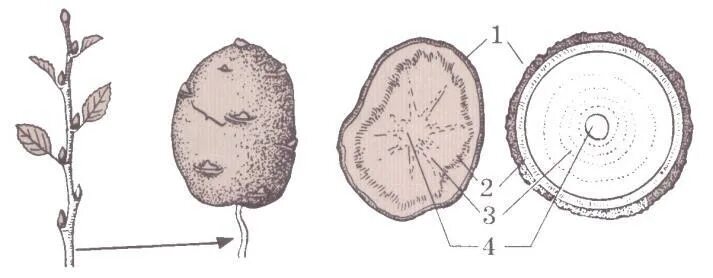 Поперечное строение клубня картофеля. Строение среза клубня картофеля. Схема поперечный срез клубня картофеля. Поперечный срез клубня и стебля. Побеговую природу клубня картофеля доказывает осевое строение