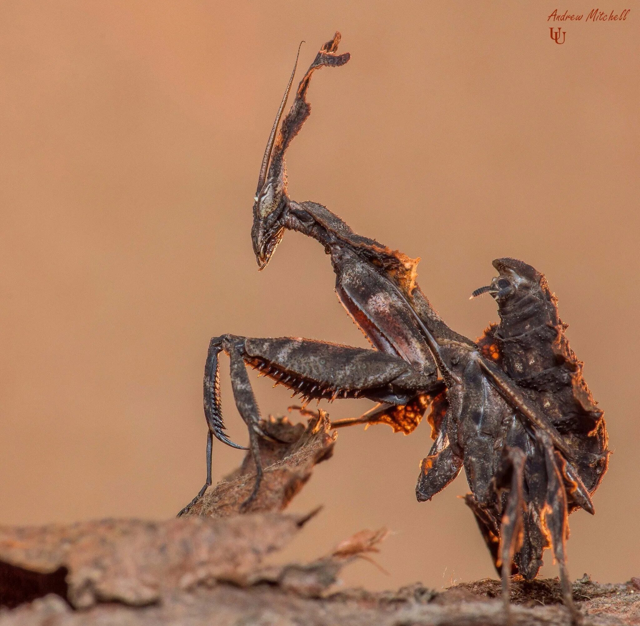 Богомол призрак. Богомол Phyllocrania paradoxa. Малазийский богомол-призрак. Phyllo paradoxa богомол.