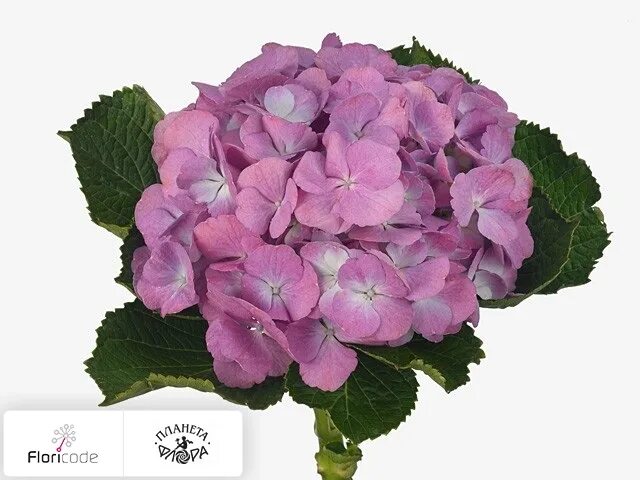 Пильчатые : Hydrangea serrate.Гортензия пильчатая Гортензия пильчатая Cotton Can