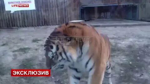В крыму сбежал тигр