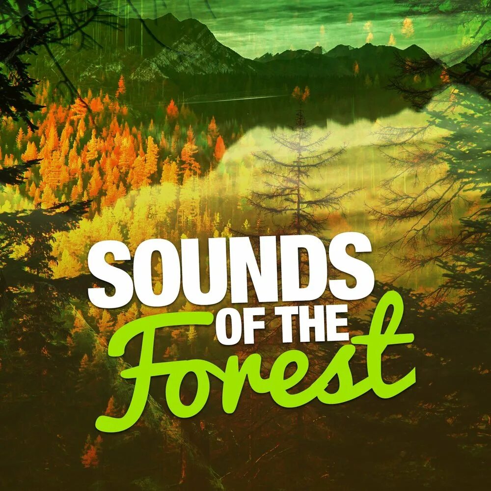 Sounds of the forest. Sounds of the forest. Слушать лес. Sounds of the forest. Игра sons of the forest.
