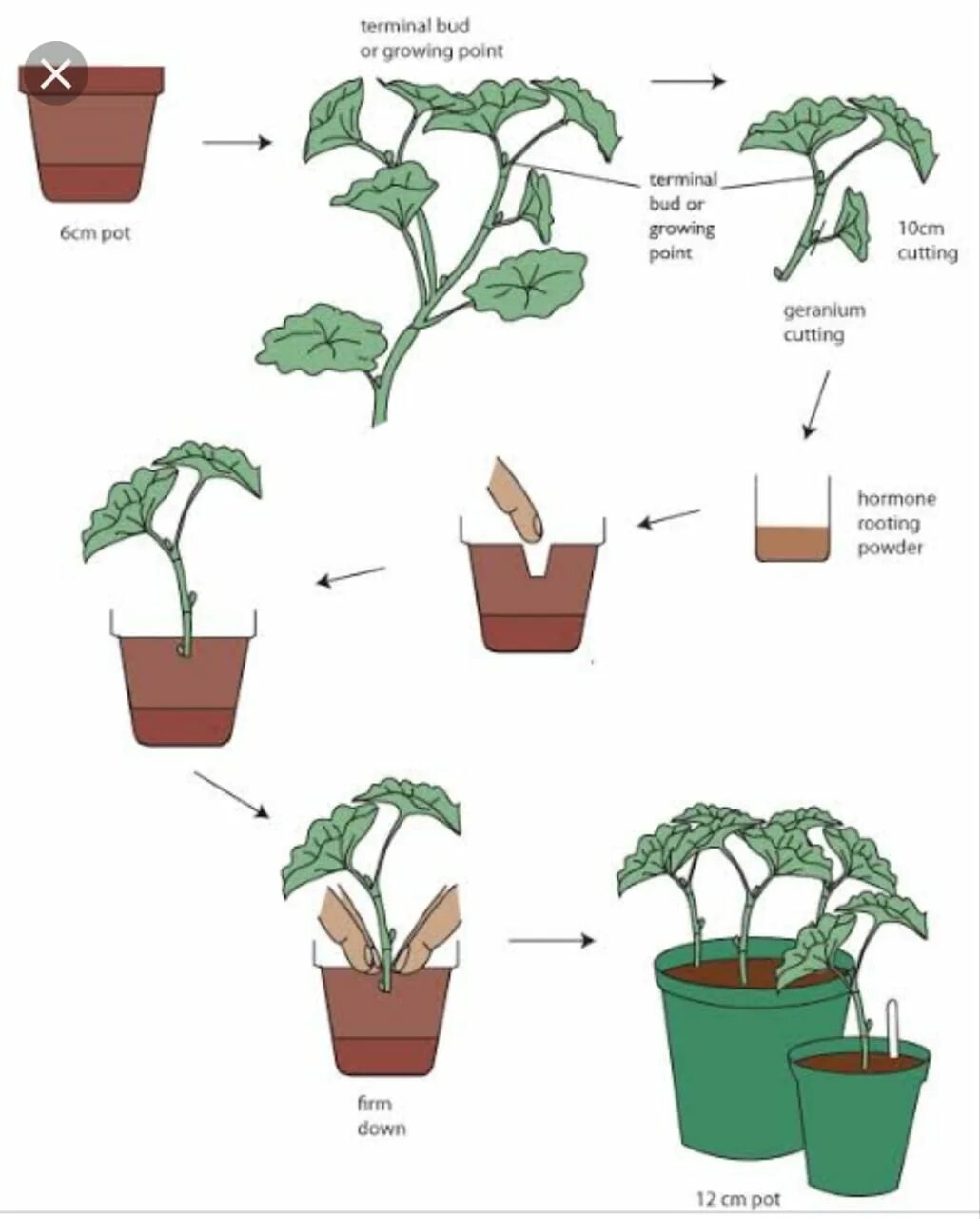 Черенкование пеларгонии схема. Прищипка черенков пеларгонии. Размножение пеларгонии стеблевыми черенками. Вегетативное размножение колеуса. Герань комнатная размножение в домашних условиях