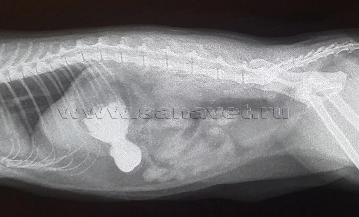 Кишечная непроходимость у кошки рентген. Кишечная непроходимость на рентгене у собаки. Рентген инвагинации кишечника у собаки. Непроходимость кишечника у собаки рентген. Непроходимость кишечника у кошки рентген.