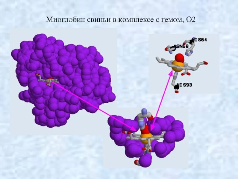 Миоглобин структура белка. Миоглобин строение белка. Миоглобин в мышцах. Молекула миоглобина.