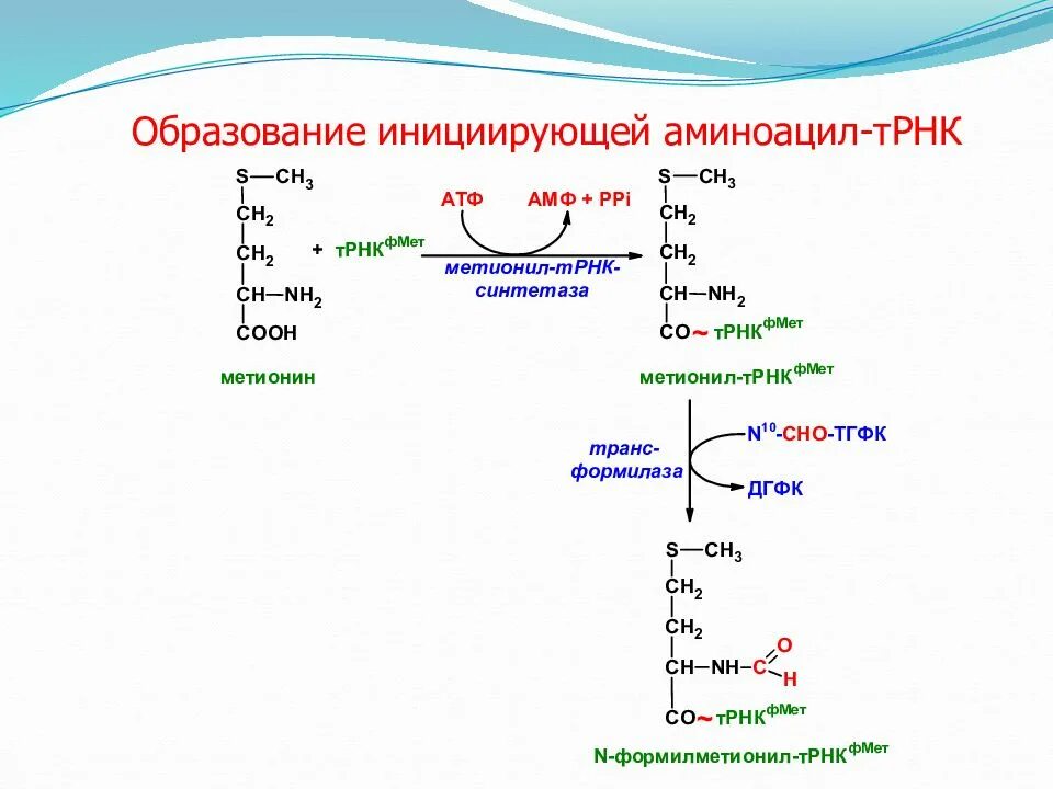 Активация аминокислот, образование аминоацил-т-РНК.. Аминоацил ТРНК строение. Аминоацил-ТРНК-синтетаза строение. Аминоацил-ТРНК-синтетаза формула.