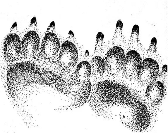 След вовлекатор. След медведя. Отпечаток лапы медведя. Медвежий след. Следы белого медведя.