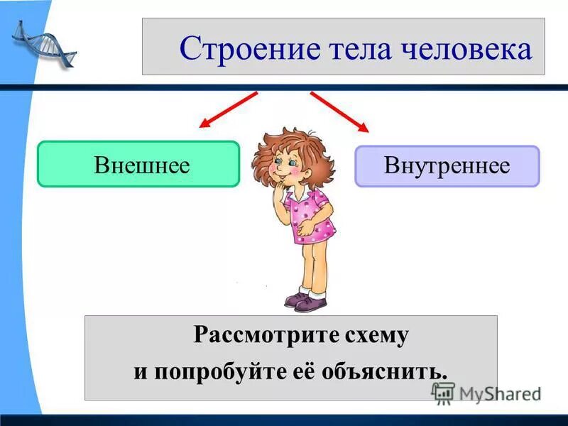 Внешнее строение человека 2. Внешнее и внутреннее строение человека. Строение тела человека 2 класс. Внешнее строение человека 2 класс. Строение тела человека 2 класс окружающий мир.