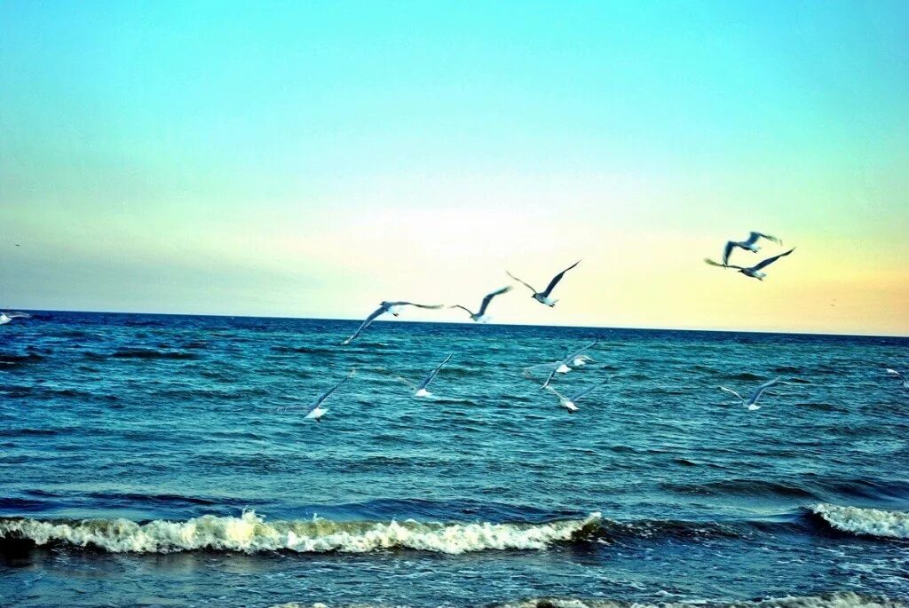 Синяя вечность. Море, Чайки. Море волны Чайки. Океан и Чайки. Океан с чайками.