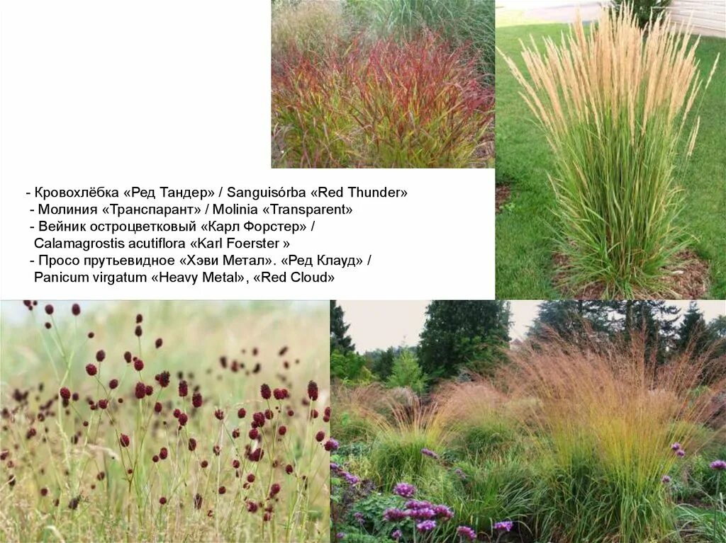 Тандер трава. Flavour barley. Тандер трава. Кровохлебка болотная. Тандер трава.