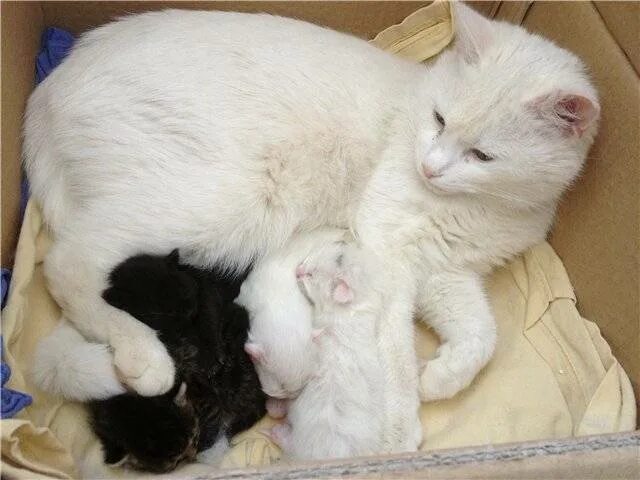 Мейн кун белый. Белый родившейся котёнок. Новорожденные котята чёрный и белый. Мейн кун белый котенок. Какие котята рождаются у черной кошки
