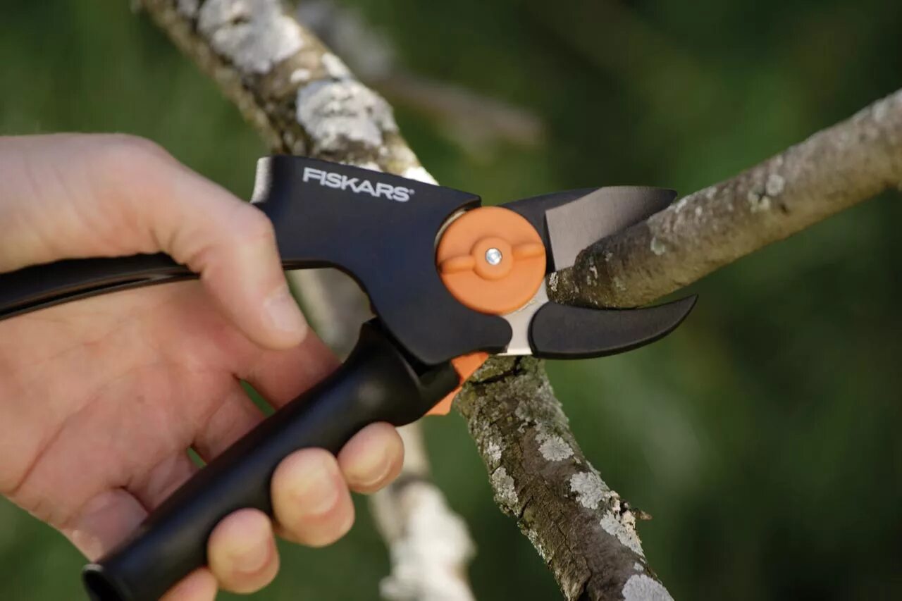 Обрезка деревьев сучкорезом. Секатор фискарс. секатор садовый fiskars. фискарс секатор для деревьев. секатор fiskars р521.