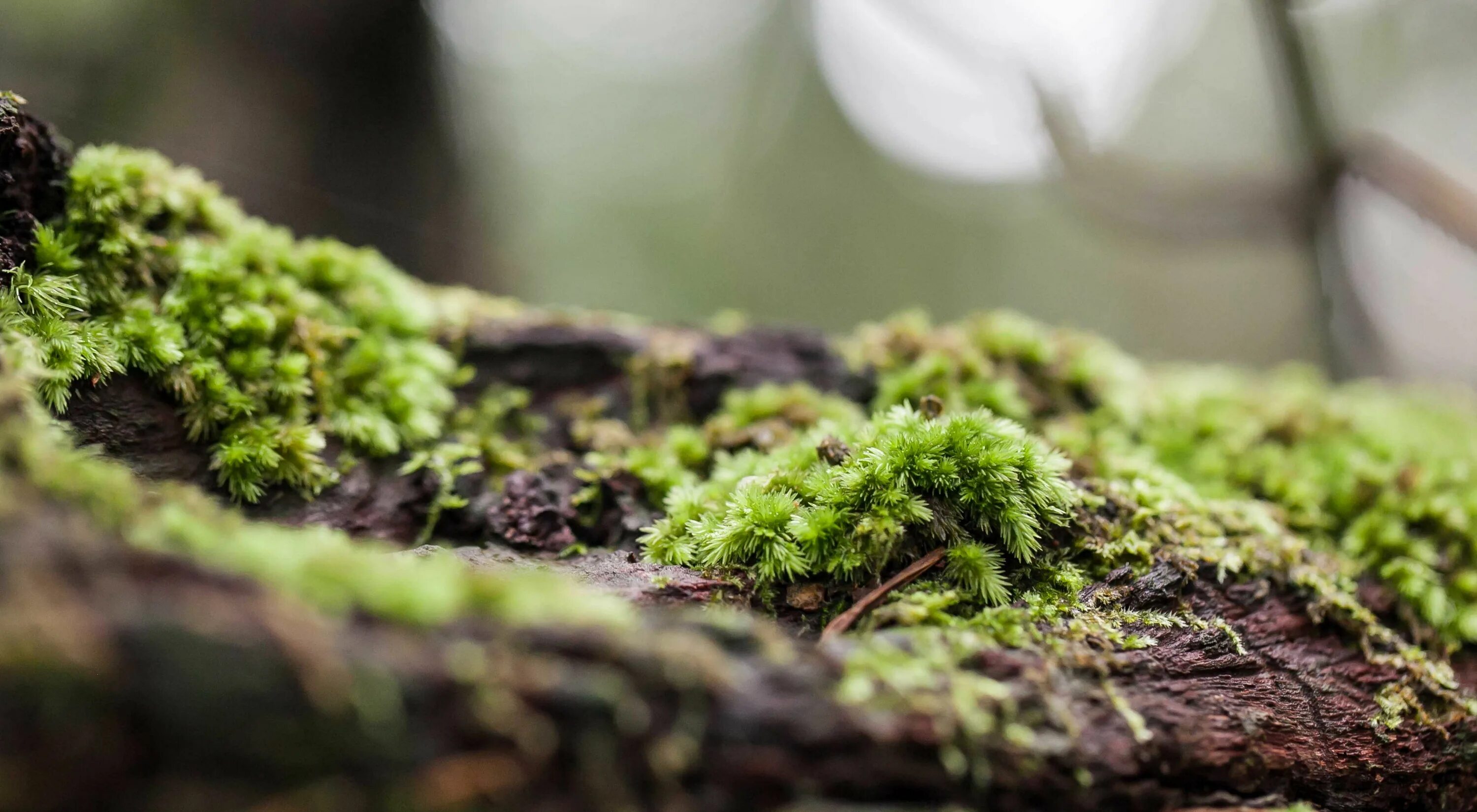Nature can