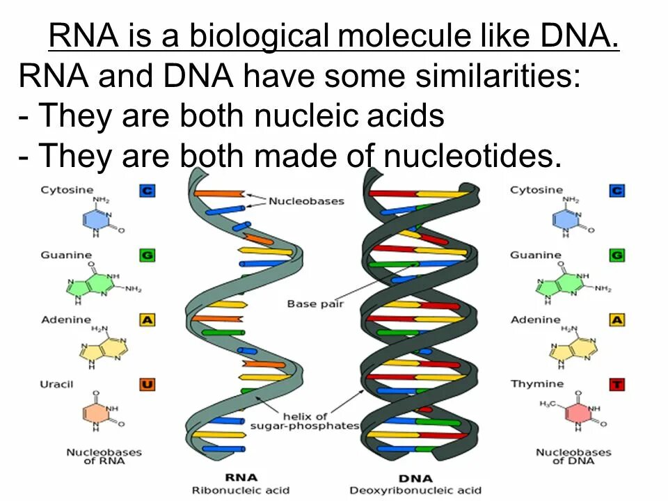 Днк и рнк общее. Строение ДНК И РНК. Структура ДНК И РНК. Схема строения ДНК И РНК. Цепочка ДНК И РНК.