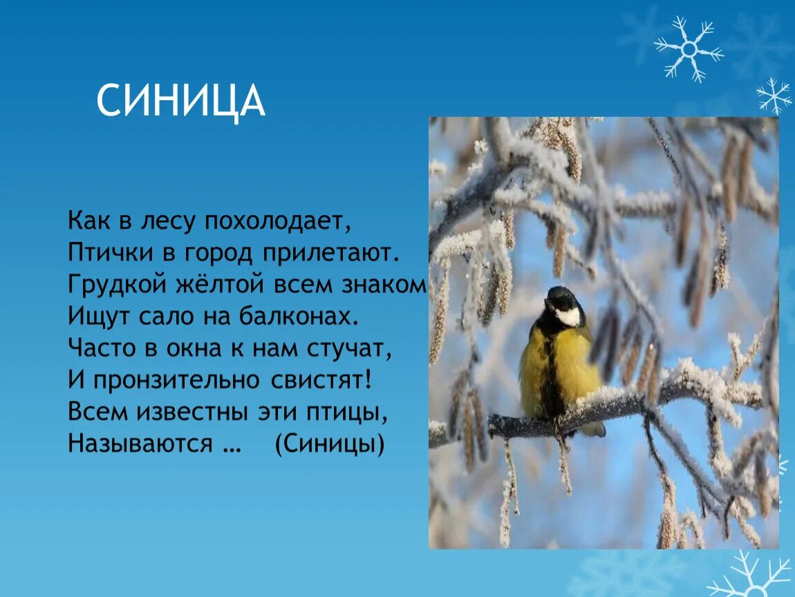 Текст про синицу. Стих про синицу. Синица картинка с описанием. Сообщение о синице. Стихотворение про синичку.