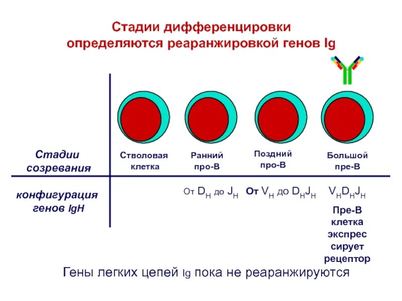 Этапы дифференцировки клеток. Реаранжировка генов лимфоцитов. Дифференцировка экспрессии Гена. Дифференцировка генов.