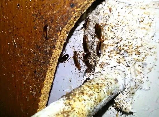 Маленькие черные тараканы на кухне. Гнездо тараканов. Куча тараканов в квартире. Могут ли тараканы прогрызть. Тараканы в квартире.