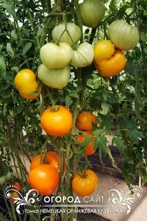 Оранжевая немецкая клубника сорта томатов
