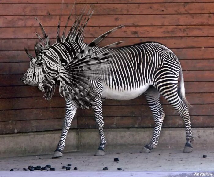 49 Strange Animal Hybrids Bred In Photoshop Weird animals, Photoshopped animals,