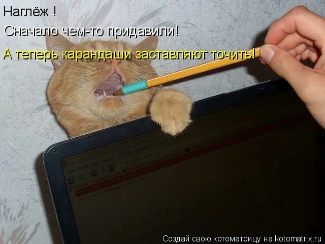 яжемамки. наглеж. совсем обнаглели. наглёж 120. ещё пушкин заметил что когда кот идёт налево.