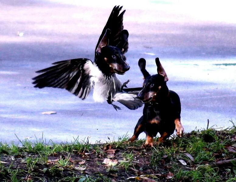 Ворона атакует. Сорок сорок воровали горох скороговорка. Горский андрей петрович художник. Сорок никакой. Старушка с собачкой.