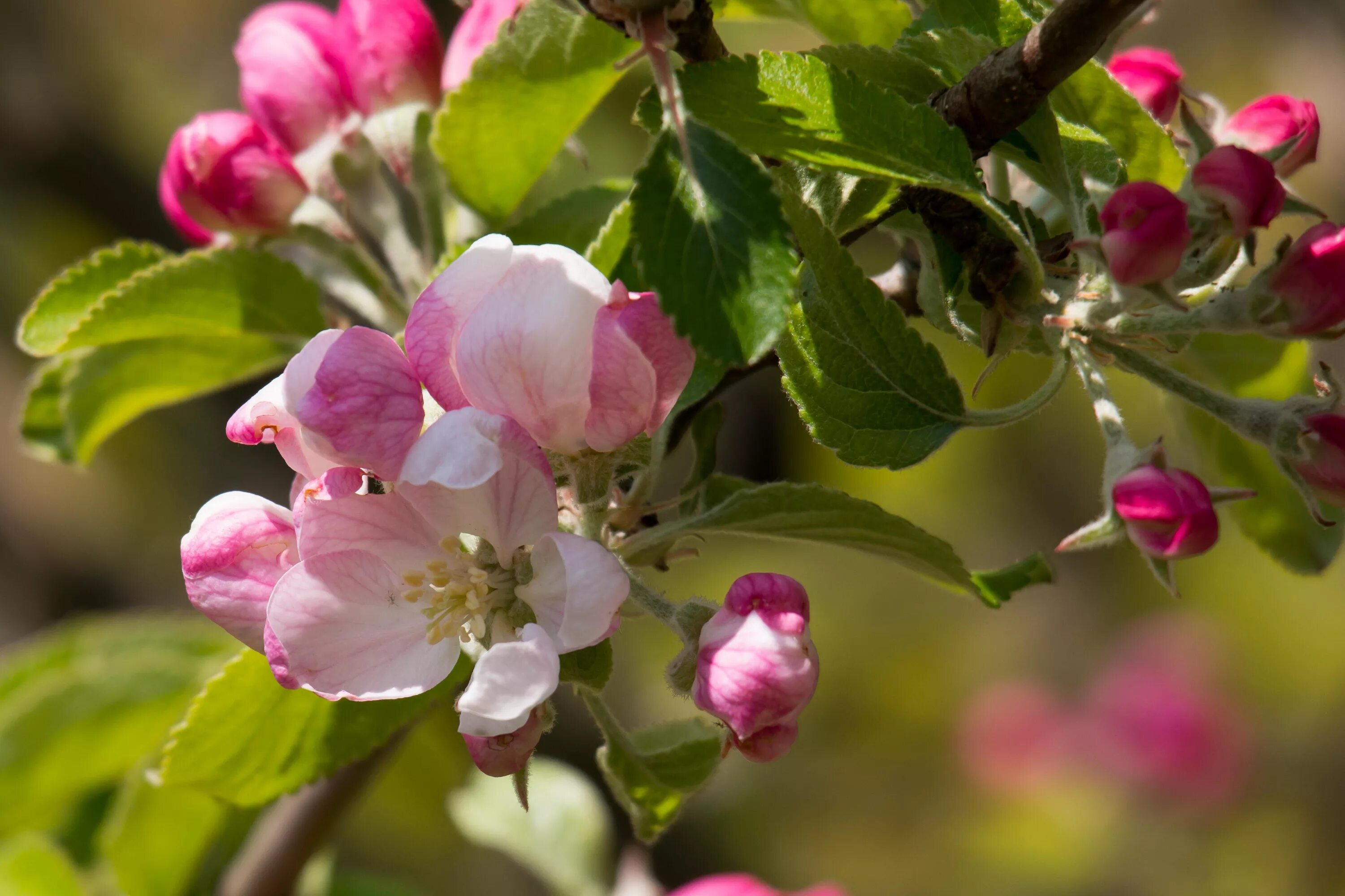 Розовый бутон у деревьев. Цветет яблоня Пинк Роуз. Яблоневый цвет Malus. Яблоня двудомное. Яблоневый бутон.