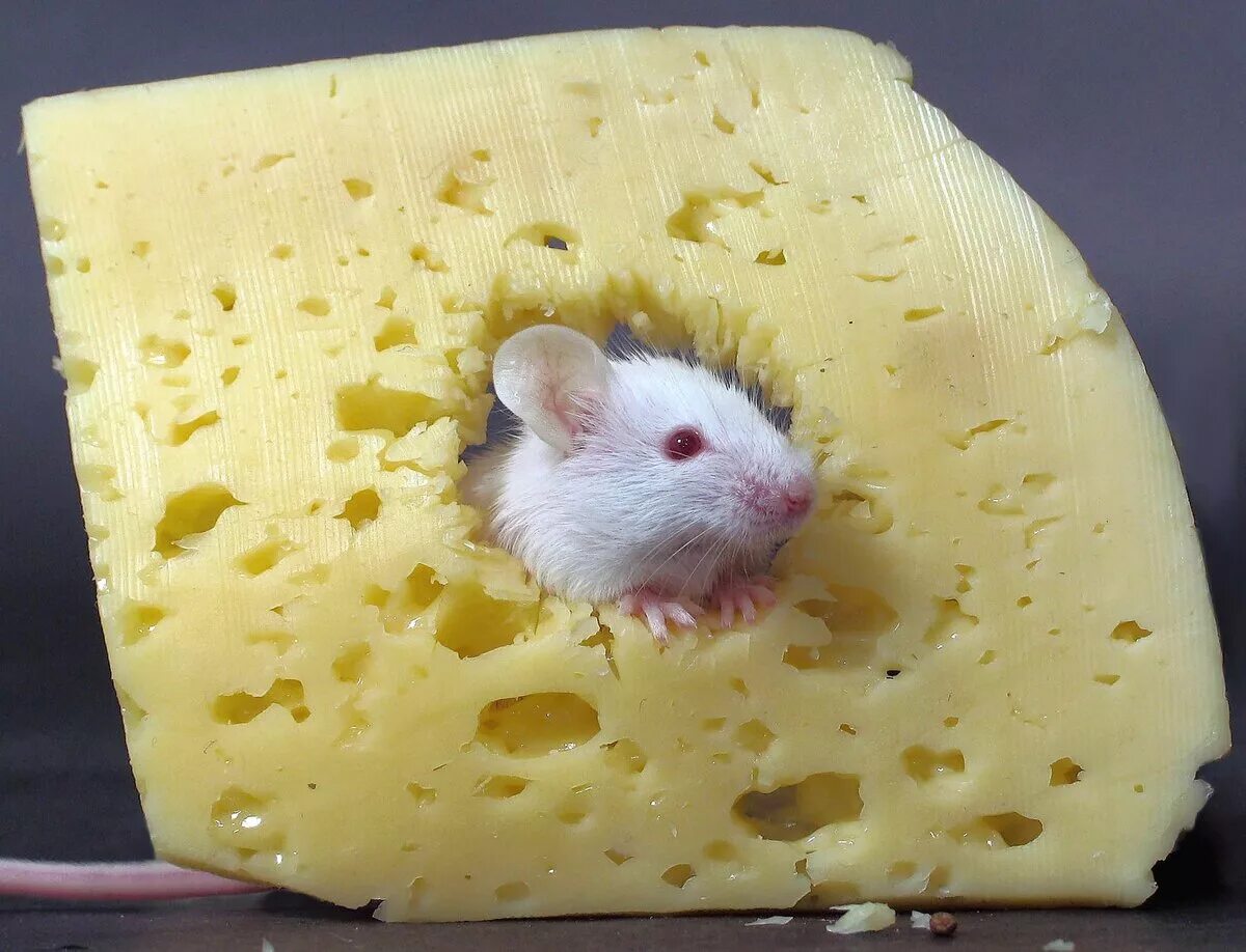 Принял мыши. Мышь с сыром. Мышонок с сыром. Мышь с куском сыра. Крыса с сыром.