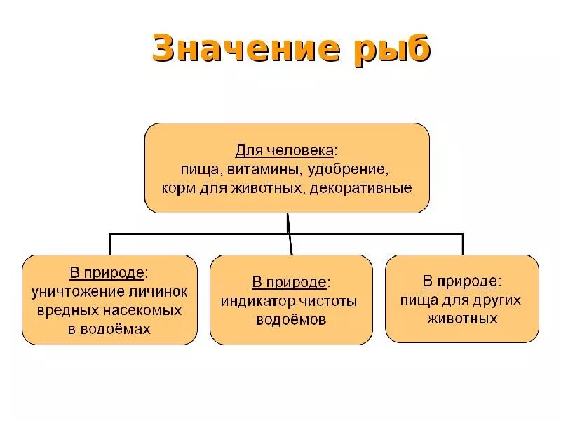 Значение рыб в природе сообщение. Значение рыб. Роль рыб в природе. Значение рыб в жизни человека. Значение рыб в природе кратко.