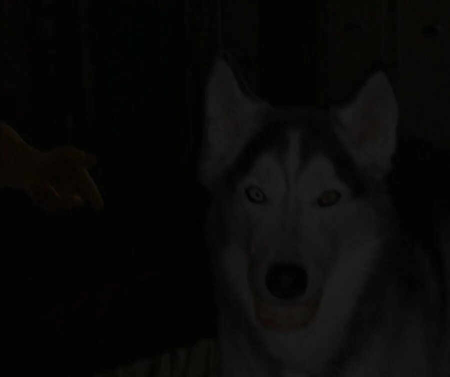 страшное лицо собаки