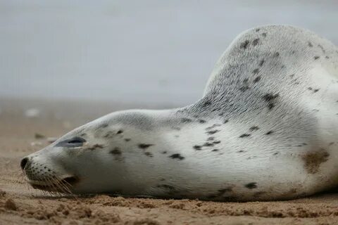 Harbor seal