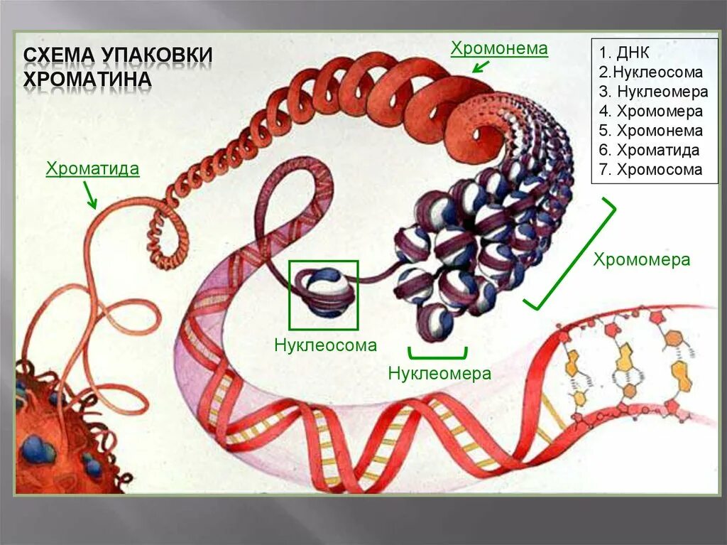 Днк 02.04 24. Хромонема. хромонема и хромомера. нуклеосомный уровень упаковки днк. нуклеосомы и нуклеомеры.