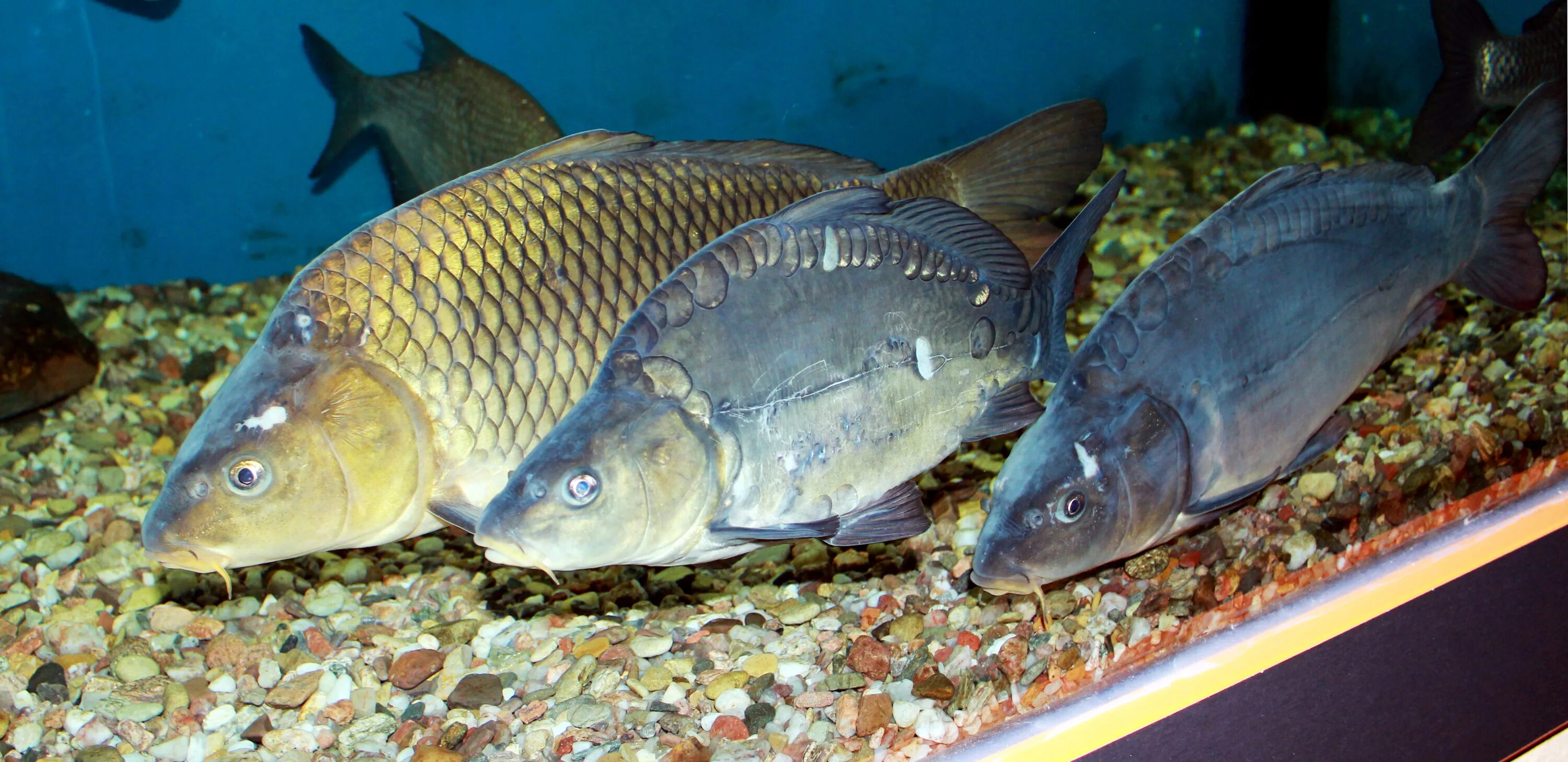 Купить живую рыбу карп. Сазан. Сазан рыба. Cyprinus Carpio. Карп зеркальный.