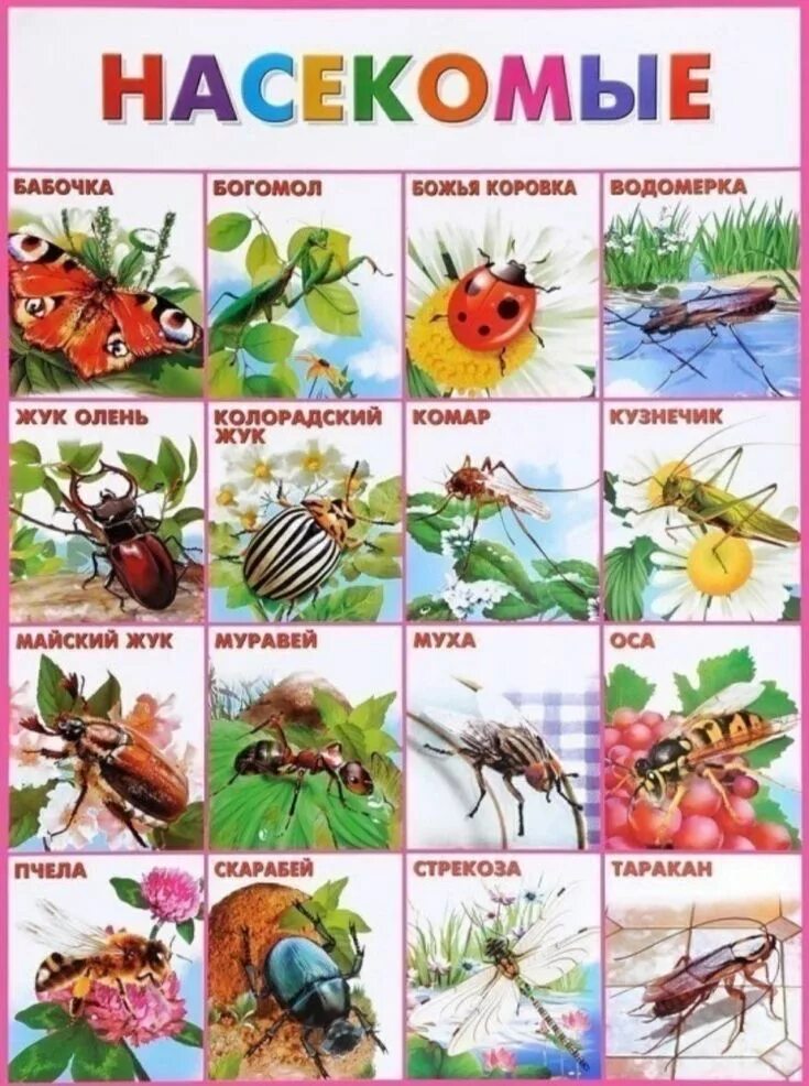 Насекомые. Насекомые плакат для детей. Насекомые список названий. Насекомые россии для дошкольников. Картинки насекомых с названиями.