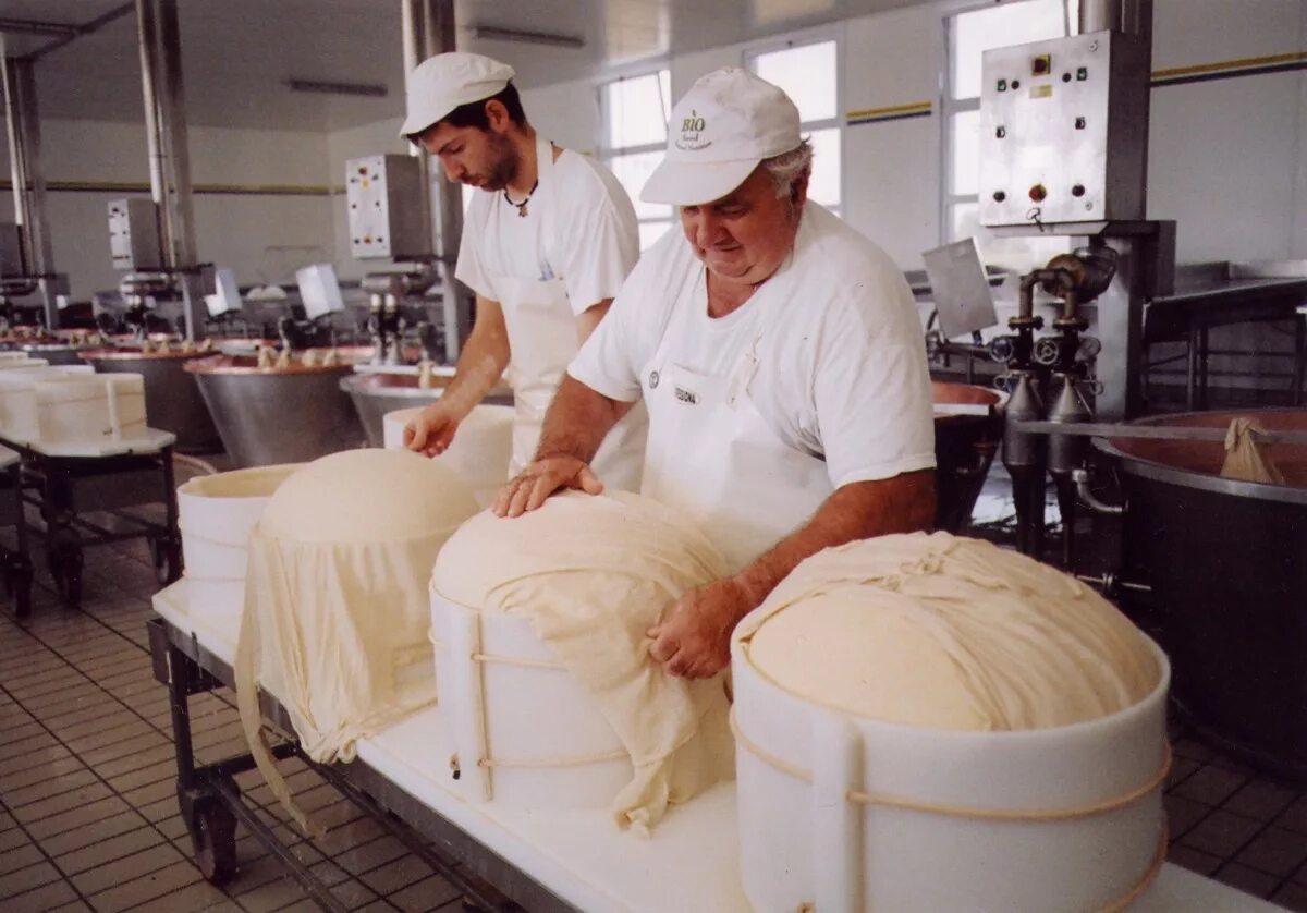 Как делается сыр. Сыроварня завод в италии. parmigiano reggiano завод. производство сыров. производители сыра.
