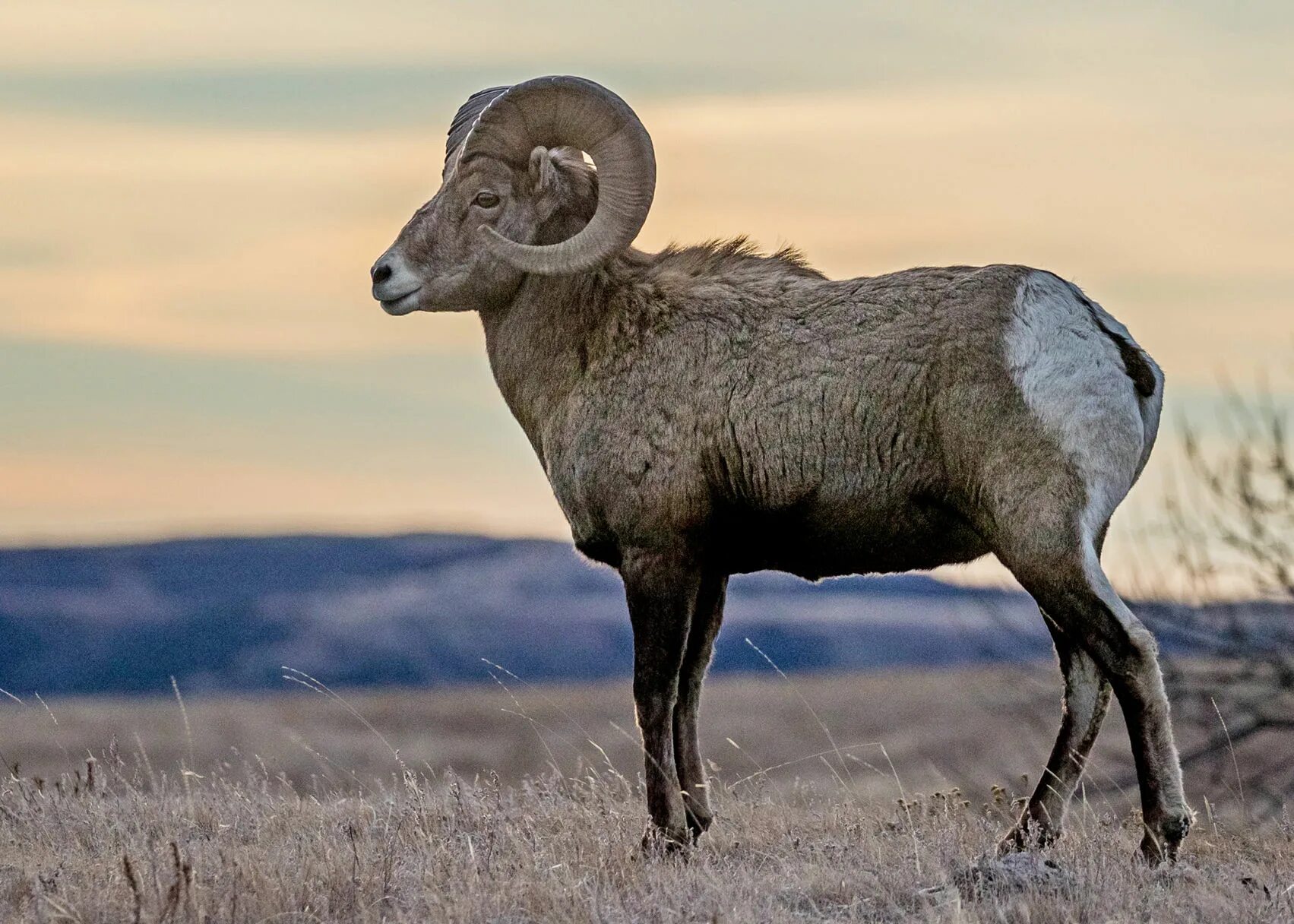 Муфлон Крымский. Ovis canadensis. Bighorn Sheep. Баран-муфлон.