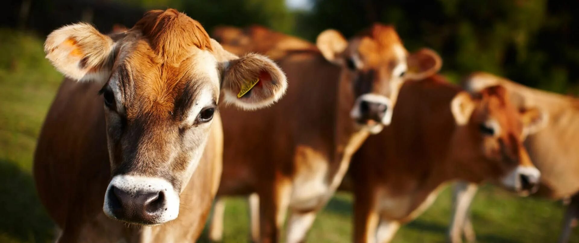 Племенные коровы. Белая корова. Корова. Крупный скот. Крупный рогатый скот (крс).