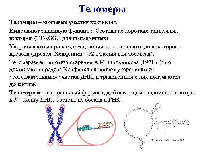 Теломеры. Концевые участки хромосом. Теломеры хромосом. Теломеры – это участки хромосом. Участки хромосом называют