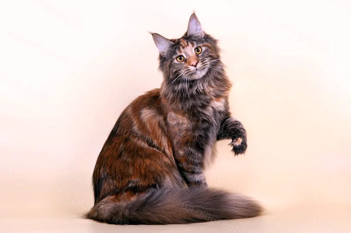 Мейн-кун. Мейн кун аборигенная порода. Кошка породы мейн-кун. Мейн кун сидит. Мейн кун сидит.